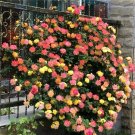 20 Seeds For Blend Coat Rare Climber Climbing Rose Bud Flower Exotic