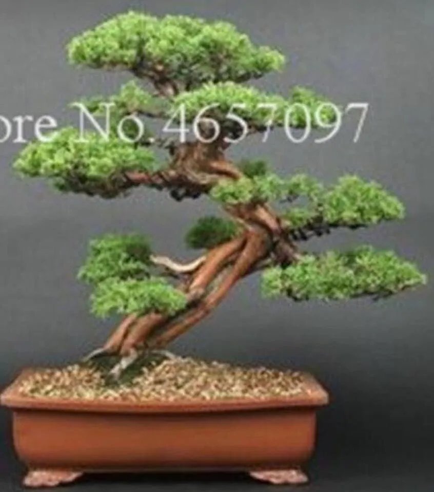 20 Seeds For Bonsai Pine Tree #3 Dwarf Mini Rare Exotic Plant