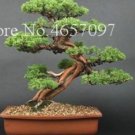 20 Seeds For Bonsai Pine Tree #3 Dwarf Mini Rare Exotic Plant