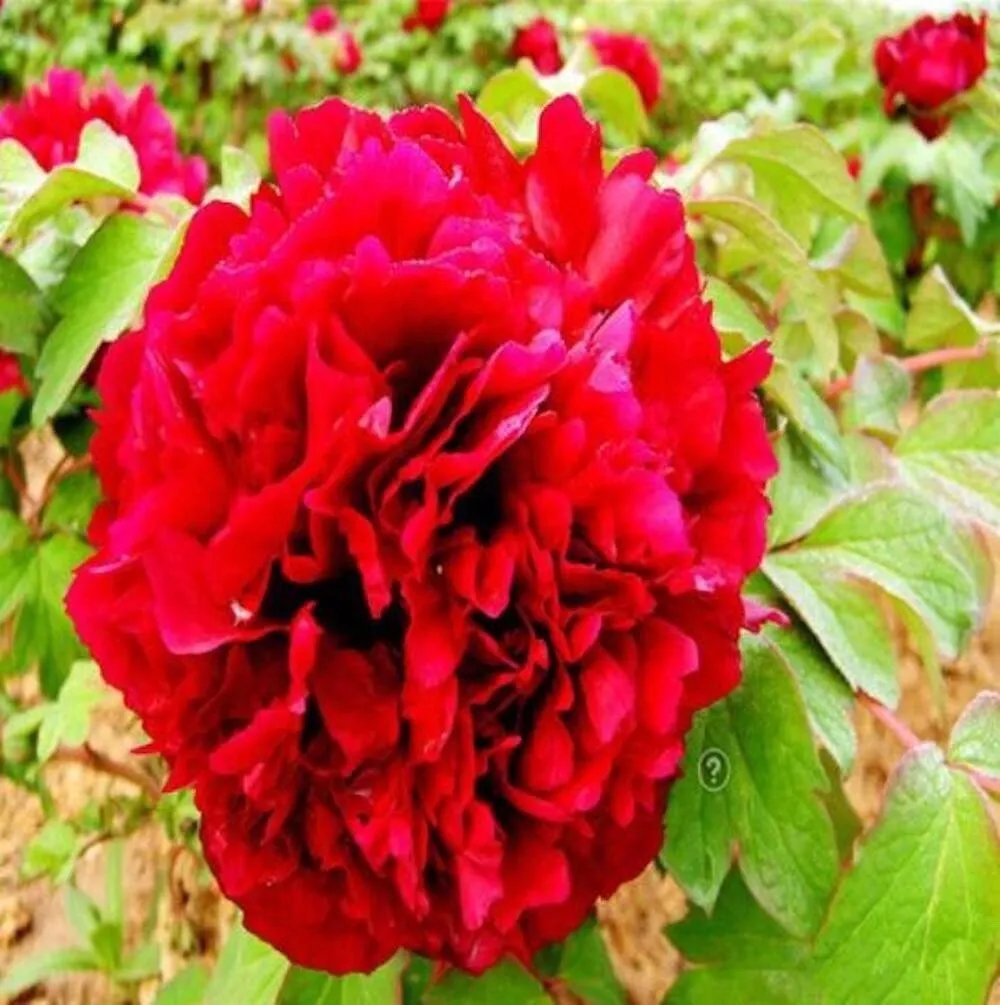 20 Seeds For Bright Red Peonies Rare Blossom Flowering