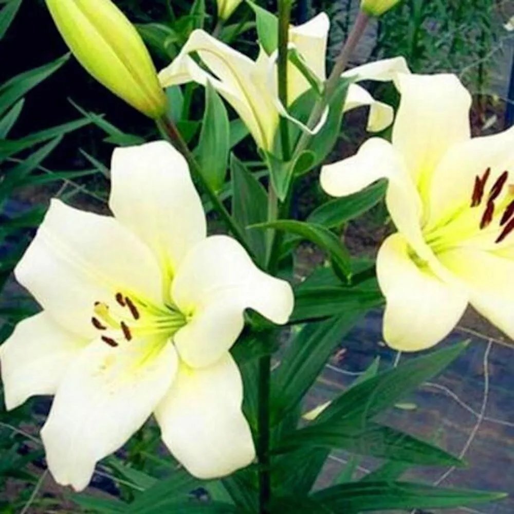 20 Seeds For White Light Yellow Lily Rare Flower Exotic Plant