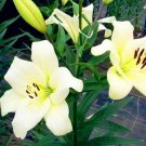 20 Seeds For White Light Yellow Lily Rare Flower Exotic Plant