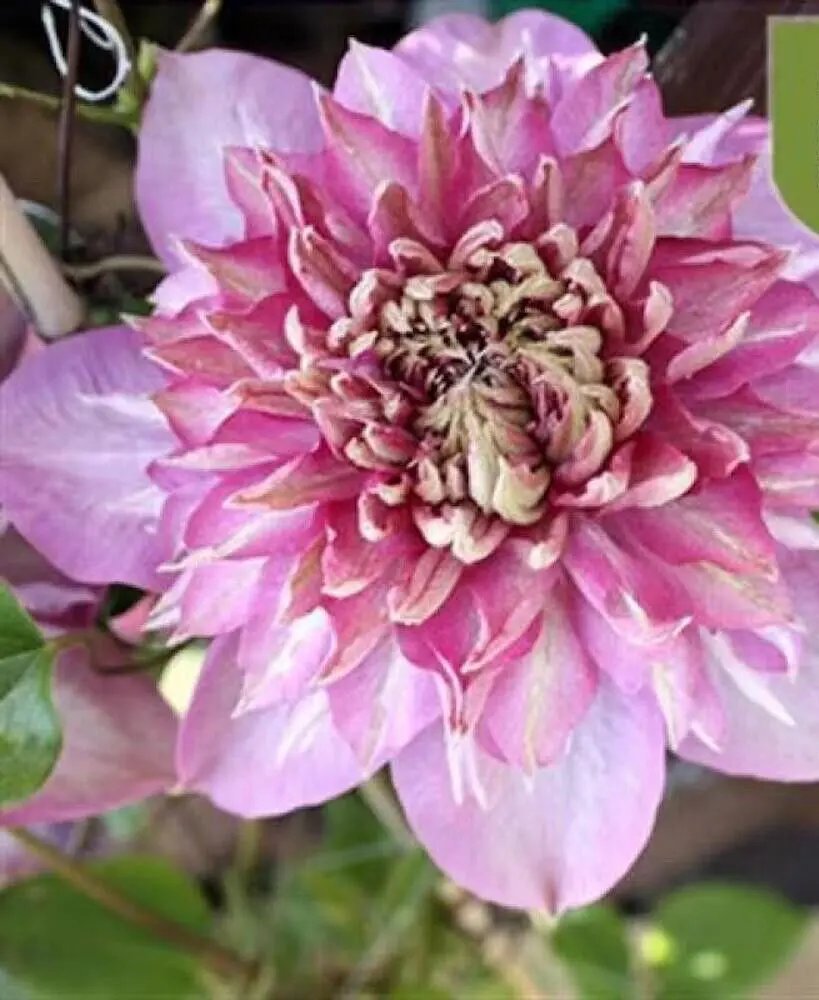 20 Seeds Baby Pink Clematis Rare Flower Exotic Vine 23
