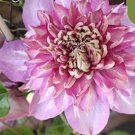 20 Seeds Baby Pink Clematis Rare Flower Exotic Vine 23
