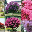 20 Seeds For Mixed Colors Crape Myrtle Rare Flower Exotic Tree Plant