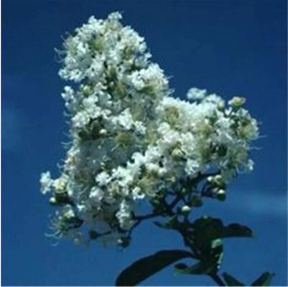 20 Seeds For White Bloom Crape Myrtle Rare Flower Exotic Tree Plant