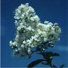 20 Seeds For White Bloom Crape Myrtle Rare Flower Exotic Tree Plant
