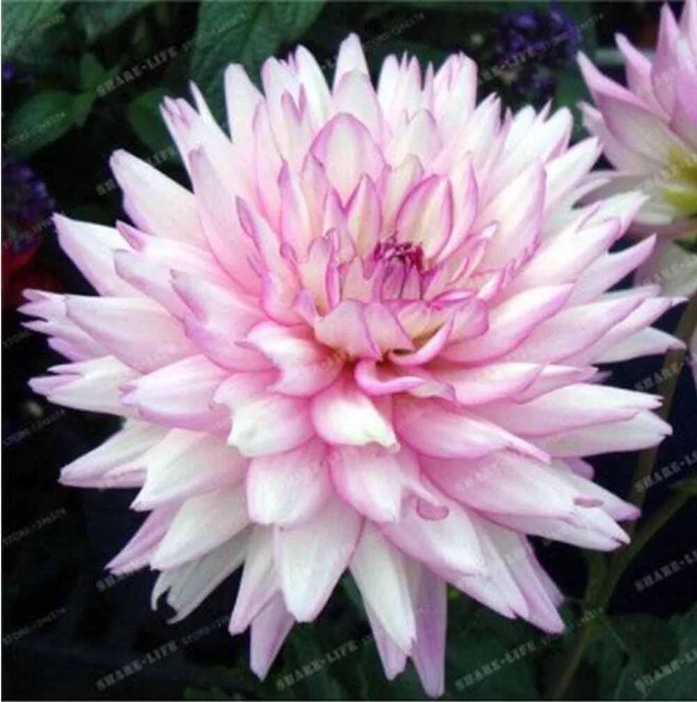 20 Seeds For Baby Pink White Dahlia Rare Flower Exotic Plant