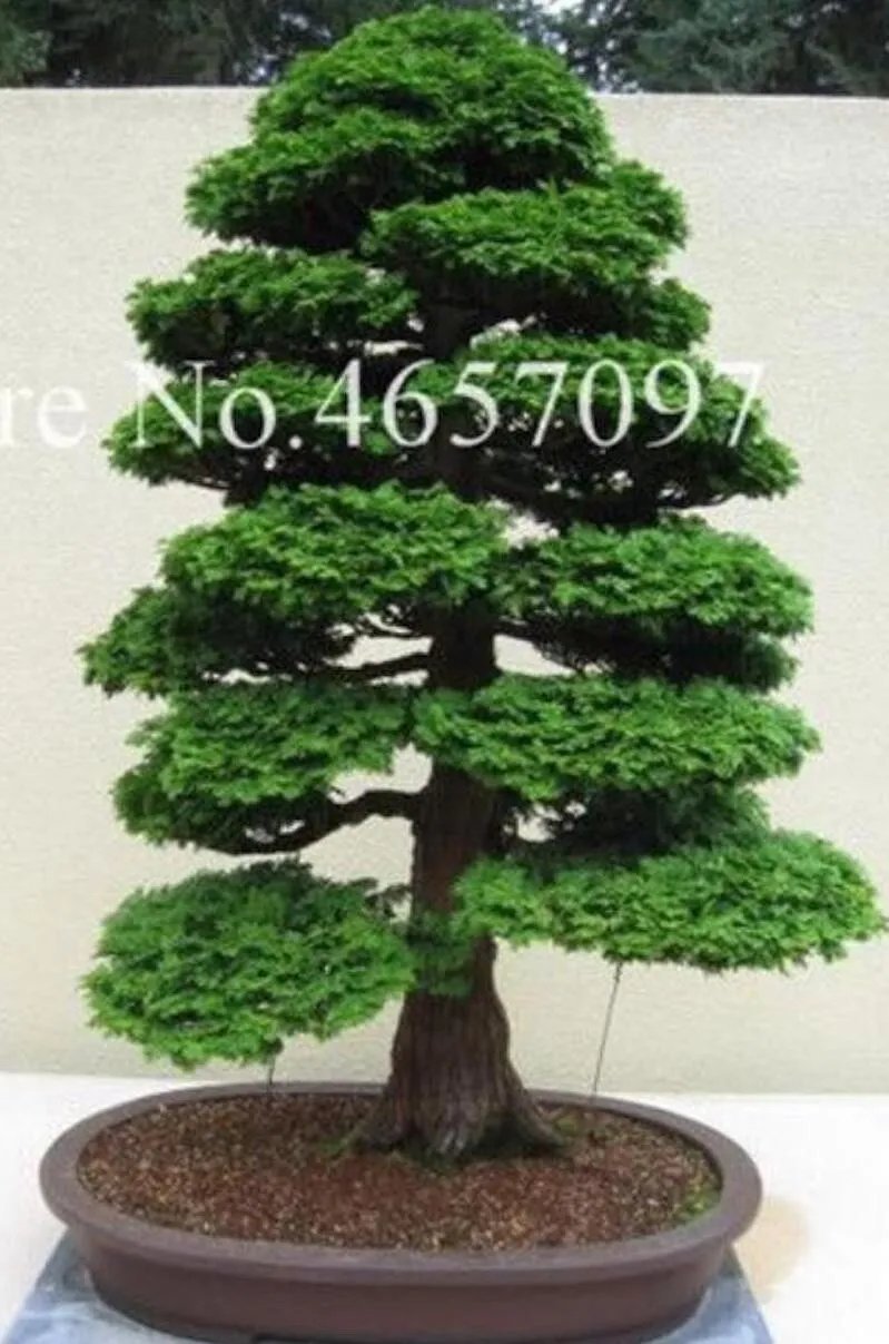 20 Seeds For Bonsai Pine Tree #13 Dwarf Mini Rare Exotic Plant