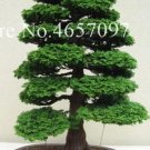 20 Seeds For Bonsai Pine Tree #13 Dwarf Mini Rare Exotic Plant