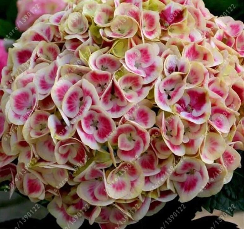20 Seeds For Pink/White Hydrangea Rare Flower Exotic Bush Plant