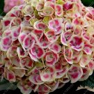 20 Seeds For Pink/White Hydrangea Rare Flower Exotic Bush Plant