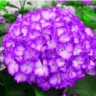 20 Seeds For Violet Purple Hydrangea Rare Flower Exotic