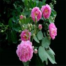 20 Seeds For Fuchsia Pink Rare Climber Climbing Rose Flower Exotic
