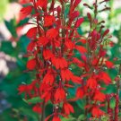 12 Red Cardinal Wildflower Bulbs Bareroot