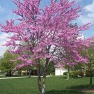 Eastern Redbud tree 1-2 in height