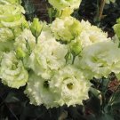 20 SEEDS green CAMELLIA GRANDIFLORA flower exotic garden