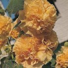 20 SEEDS Lemon HOLLYHOCK rare flower