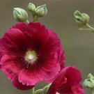 20 SEEDS Dark Red HOLLYHOCK rare flower