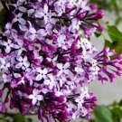 20 SEEDS for WHITE PURPLE LILAC rare flowering
