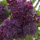 20 SEEDS for GRAPE DARK LILAC rare flowering