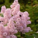 20 SEEDS for LIGHT BABY PINK LILAC rare flowering