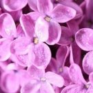 20 SEEDS for FUCHSIA HOT PINK LILAC rare flowering
