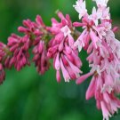 20 SEEDS for FUCHSIA RED PINK LILAC rare flowering