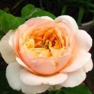 20 SEEDS for CLASSIC JULIET ORANGE Rose flower