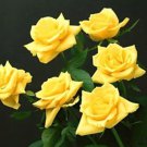20 SEEDS for CLASSIC SUN YELLOW Rose hybrid flower