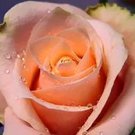 20 SEEDS for CLASSIC LIGHT ORANGE Rose flower