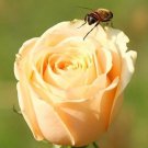 20 SEEDS for CLASSIC CHAMPAGNE YELLOW Rose flower