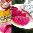Dwarf Pitaya Fruit Mixed Yellow Red White Colors, 100 tasty exotic juicy Orga...