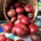 Heirloom Cherokee Purple Solanum Llycopersium Professional 100 / Tasty Sweet ...