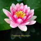 1 Professional / Lewis Pink Nelumbo Nucifera Lotus Pond Pack, seeds