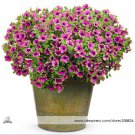 Rare Picasso Petunia Professional 100 / Beautiful Bonsai Seeds, Pack, Seeds P...