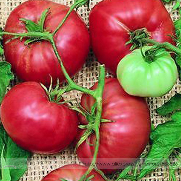 Trip-L-crop Professional 100 / Yields Climbing Seeds, Pack, Seeds Big High