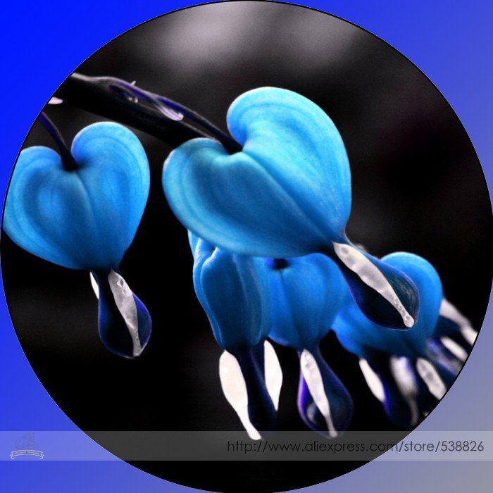 Rare Lamprocapnos spectabilis Blue Asian Heart Professional 5 / Very Bleeding...