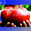 Heirloom Monster Fresh Giant Genuine Seeds