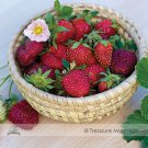 Roman F1 Strawberry 1 Professional 100 / Deep Red Medium-sized Seeds, Pack, S...