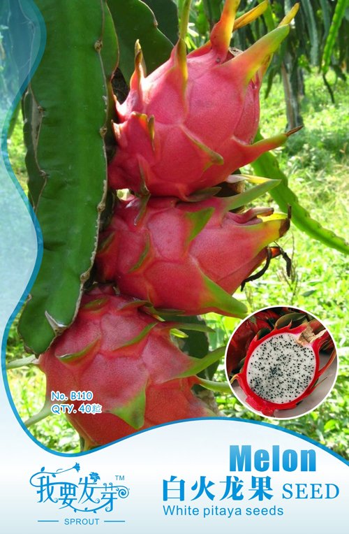 Pitaya White Sweet Fruit from Hainan Dragon Seeds