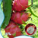 Pitaya White Sweet Fruit from Hainan Dragon Seeds