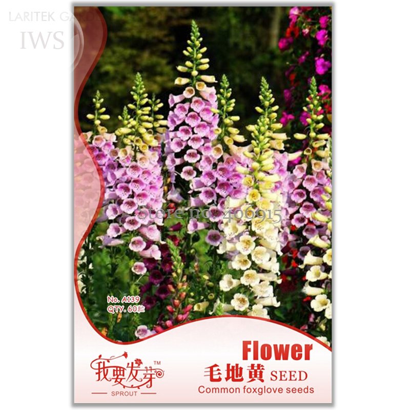 Common Liberty Bell 60 attractive shape beautiful ornamental Foxgloves Seeds ...