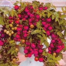 Family Over 20 Varities of Fruit for Your Choose, 200 professional S...