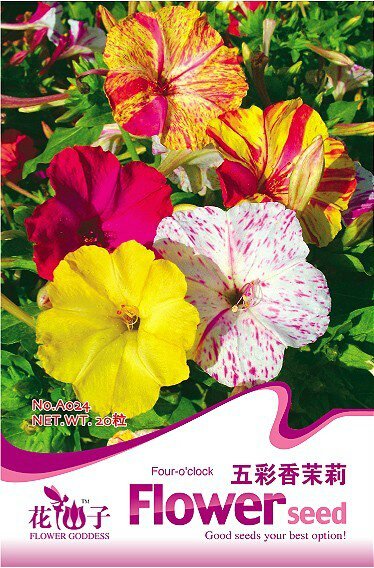 1 20 / FOUR O'CLOCK MIX BEAUTIFUL VIVID REDISH COLORED Original Pack, seeds p...