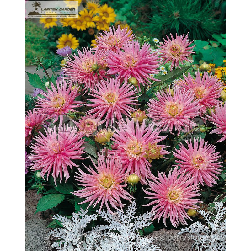 'Park Princess' Pink Spider Dahlia Pinnata 20+ Compact Attract Bees Seeds Garden