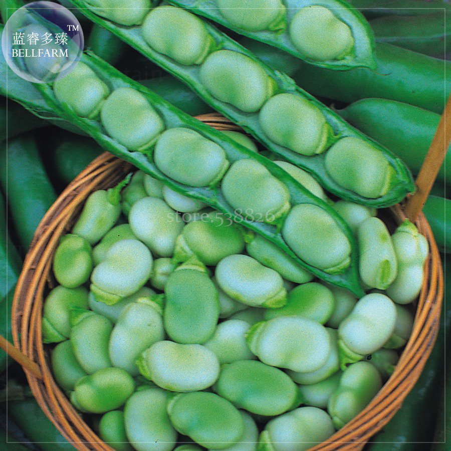 Masterpiece Broad Bean, 5 Professional tasty bean Green Seeds, Pack, organic ...