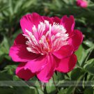 Chinese Red Peony 1 Professional 5 / 'SUN' Tree Seeds, Pack, Seeds Frag...