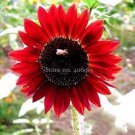 Middle-sized Red Fortune Bonsai, 15 100% ruddy up your Seeds, genuine light g...