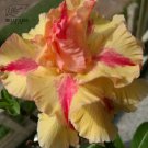 Taiwan monkey' Adenium Desert Rose Bonsai 4-layer plicated petals wi...